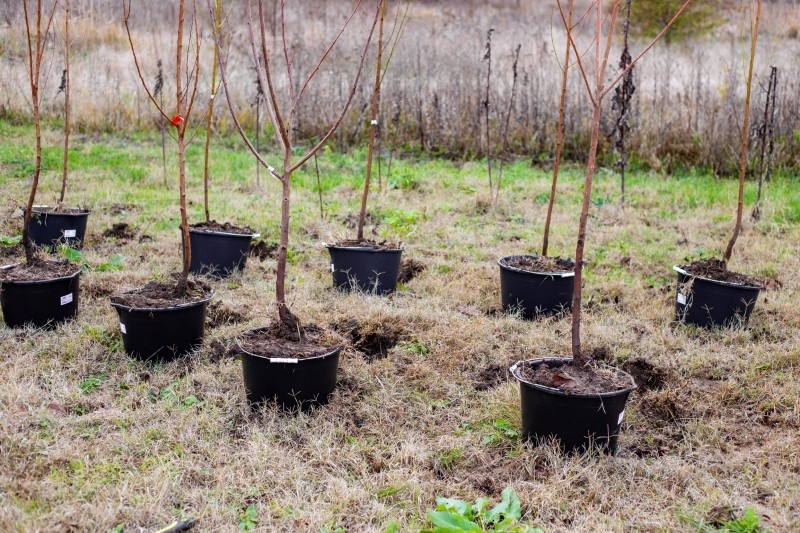 kary za sprzedaż sadzonek
