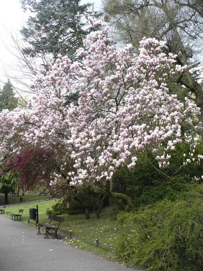 Pozostałe, W maju jak w gaju................czyli wiosenne wariacje w parku - ............i magnolia........