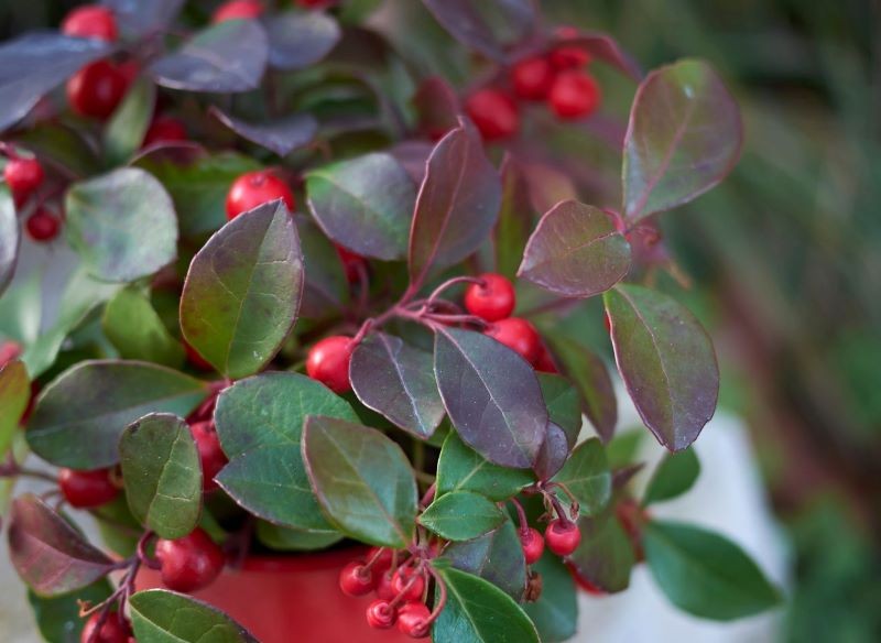 Golteria rozesłana może długo zdobić grób.