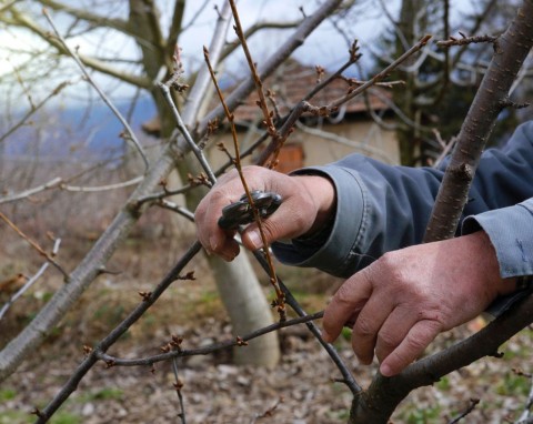 Jak przycinać czereśnie w zimie? Sposób na obfite kwitnienie i owocowanie