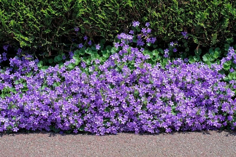 Dzwonek dalmatyński (Campanula portenschlagiana) zachwyci każdego miłośnika kwiatów.