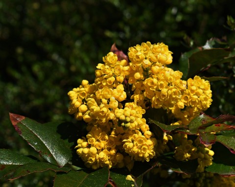 Mahonia pospolita (Mahonia aquifolium)