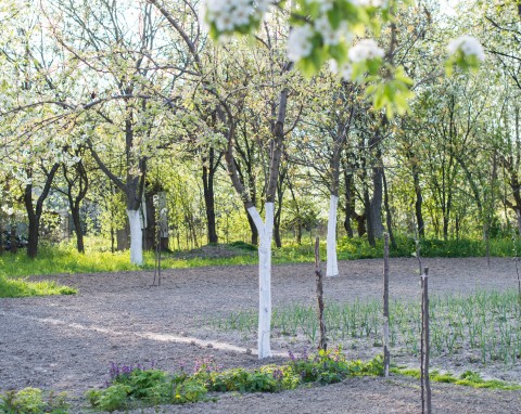 Najważniejszy oprysk olejem na drzewa i krzewy owocowe. Pozbędziesz się mszyc, przędziorków i miseczników