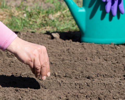 Nie bez powodu są nazywane "czarnym złotem ogrodu". Dostarczają glebie turbodawkę azotu, fosforu i potasu