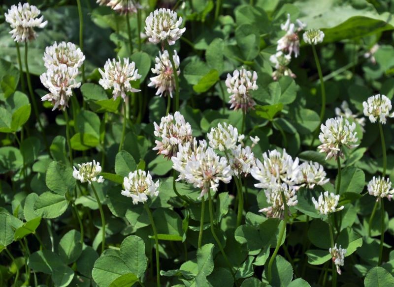 Koniczyna biała świetnie sprawdzi się jako poplon.