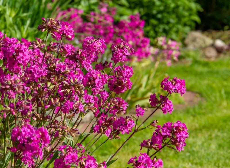 Firletkę smółkę warto dzielić co 3-4 lata.