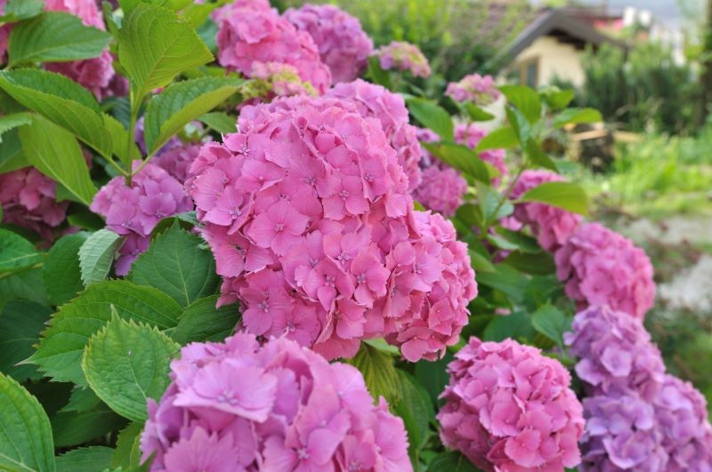 Hortensje ogrodowe zachwycają kulistymi kwiatostanami.