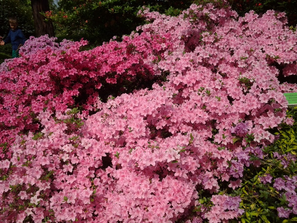 Pozostałe, Zakwitly rozaneczniki i azalie w arboretum