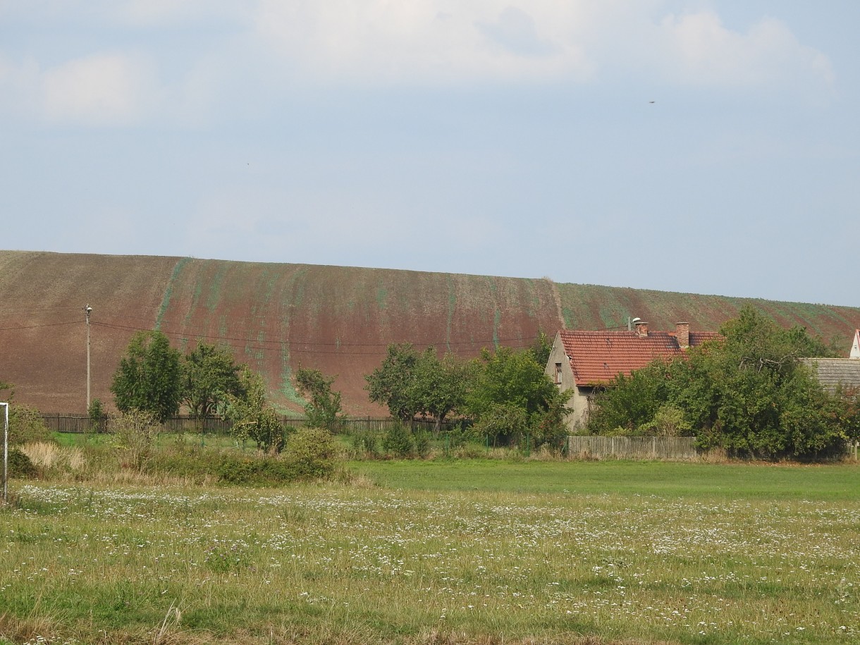 Ogród, ZACZAROWANE JABŁONIE