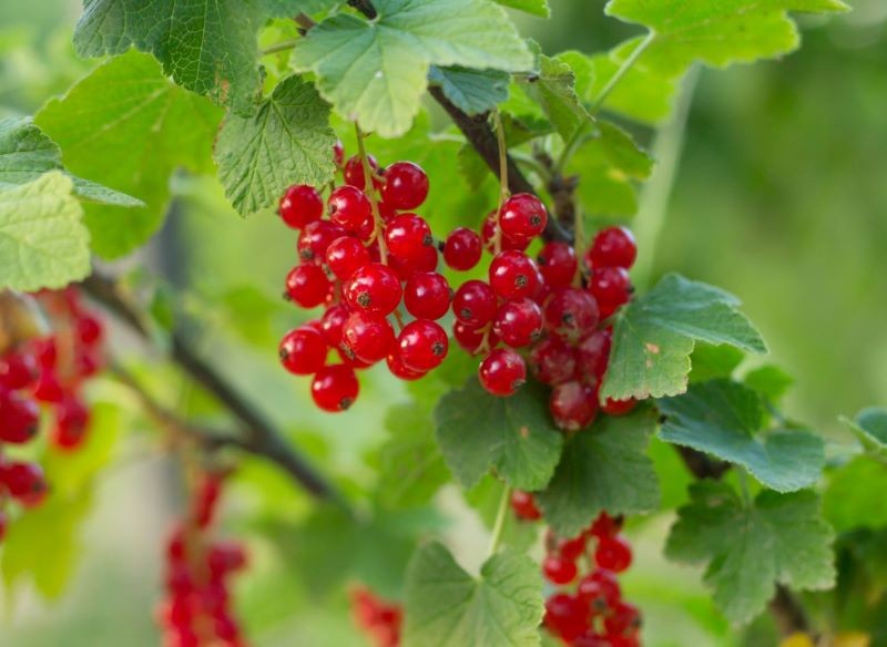 Przycinanie porzeczek poprawia kondycję roślin.