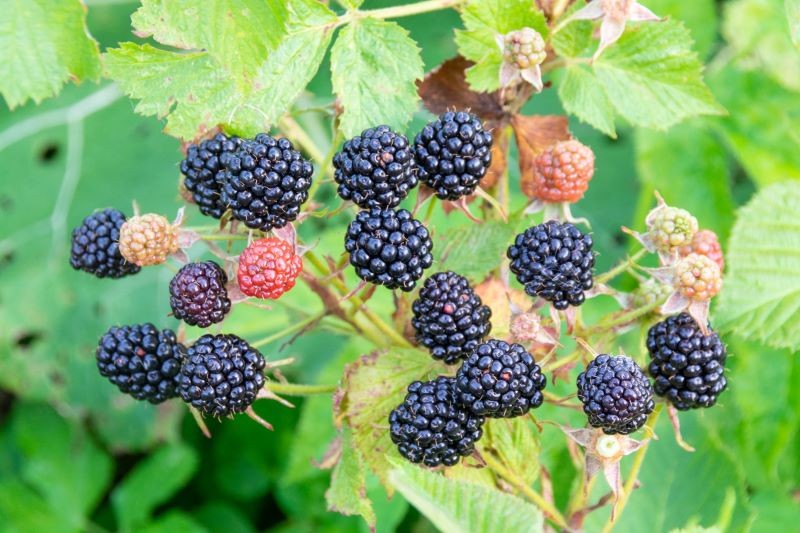 Prawidłowa pielęgnacja ułatwi zbiory jeżyny bezkolcowej.