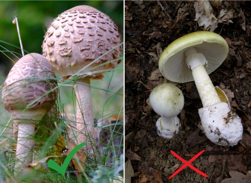 grzyby trujące