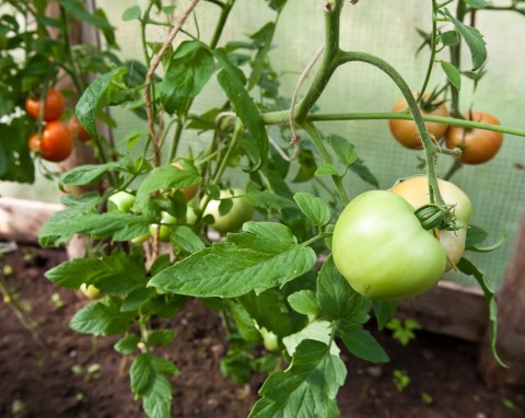 Cięcie pomidorów latem. Które liście przyciąć, usuwanie ogonków liściowych pomidora