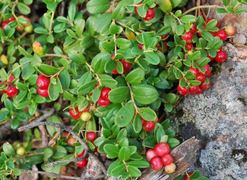 Borówka brusznica występuje w lasach, ale można uprawiać ją w ogrodzie.