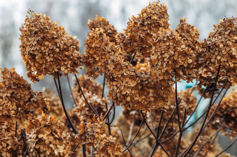 Siarczysty mr&oacute;z jest niebezpieczny dla wrażliwych gatunk&oacute;w hortensji.