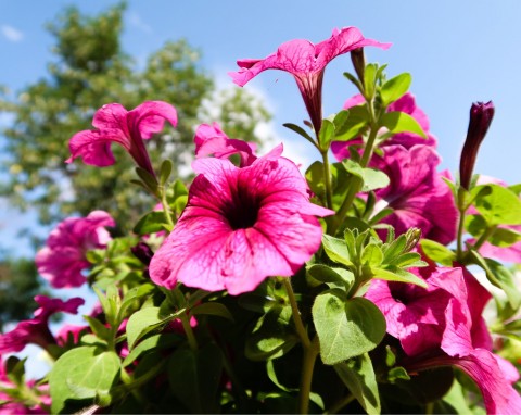 Petunia ogrodowa (Petunia)