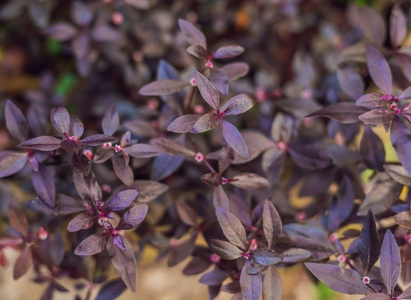 Alternantera powabna, czyli płaszcz Józefa , jest prosta w uprawie.