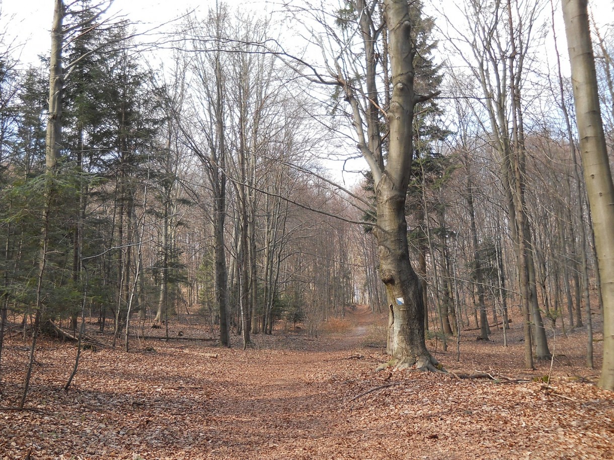 Podróże, Geofity wiosenne - czyli Rezerwat Pazurek i jego bogactwo. - Stare buki to prawdziwe okazy.