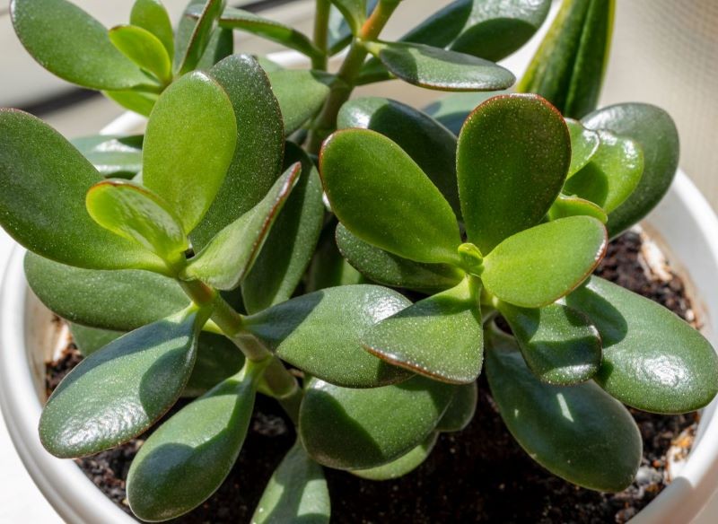 Uprawiając grubosza, trzeba pamiętać o nawożeniu.