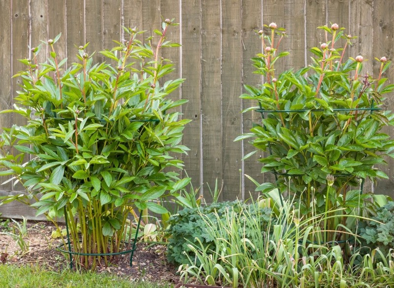 czym podpierać krzewy piwonii