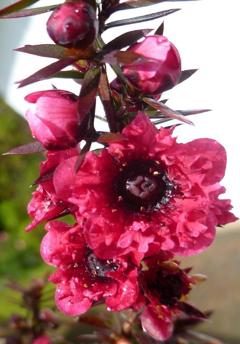 Pozostałe, GALERIA Z DEDYKACJĄ... - LEPTOSPERMUM SCOPARIUM-KRZEW