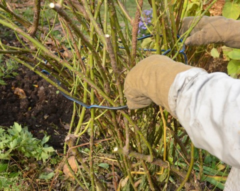 Błąd, który popełnia wielu ogrodników w zimie. Róże słabiej kwitną i częściej chorują