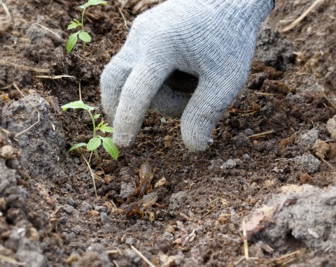 Turkucie mnożą się i niszczą uprawy.  Przepis na oprysk, który wykurzy je z ogrodu