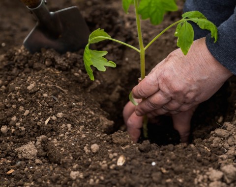 Najlepsze naturalne źródło potasu dla pomidorów. Włóż do dołka podczas sadzenia