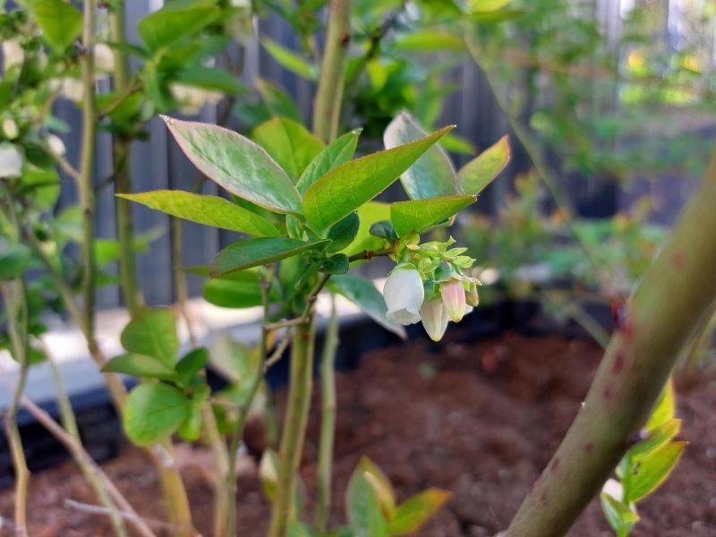 Borówka amerykańska do zdrowego wzrostu, kwitnienia i owocowania potrzebuje bardzo kwaśnej ziemi.