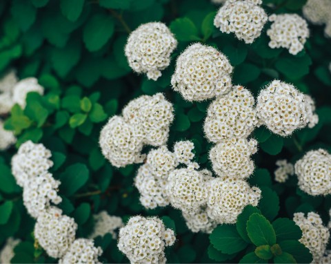 Kalina hordowina (Viburnum lantana)