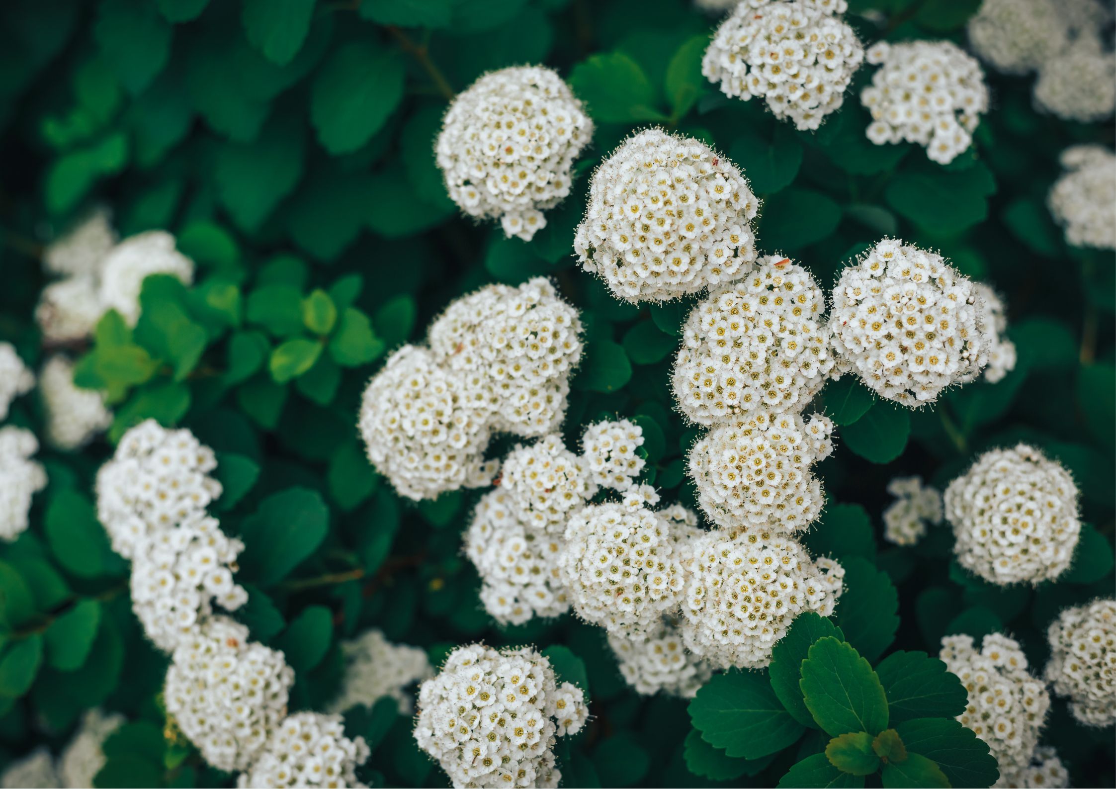 Kalina hordowina (Viburnum lantana) uprawa, pielęgnacja, stanowisko