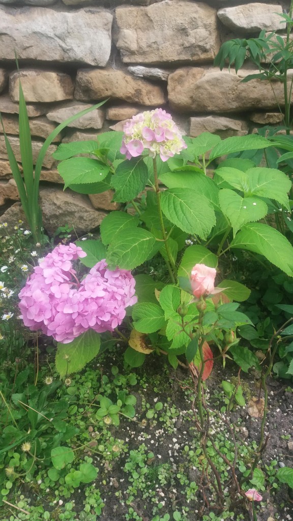 Ogród, Mój mały ogródek w letniej odsłonie - Drugi kwiat hortensji również zakwitł