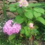 Ogród, Mój mały ogródek w letniej odsłonie - Drugi kwiat hortensji również zakwitł