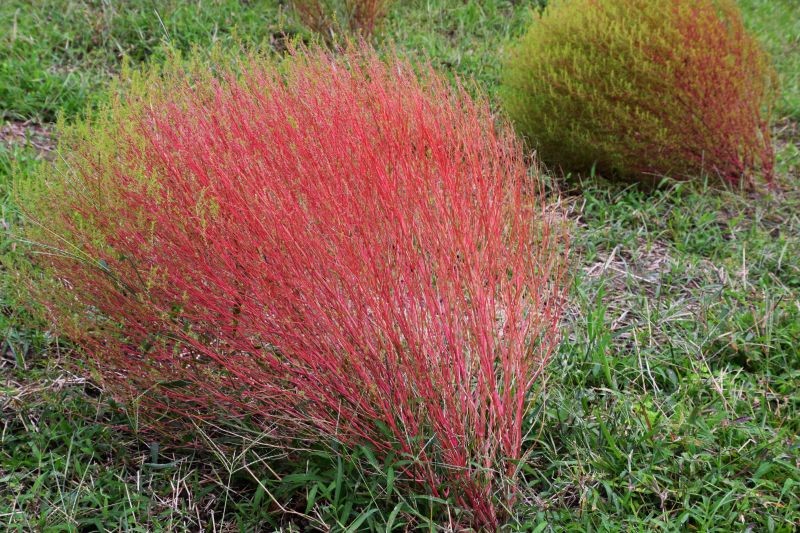 Cyprysik letni może być sadzony w grupach lub jako soliter.