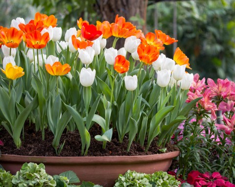 Jak uprawiać tulipany w donicach? Najważniejsze zasady