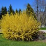 Pozostałe, TOP10 Kwitnących krzewów ogrodowych - ŻARNOWIEC syn. SZCZODRZENIEC Cytisus sp. 