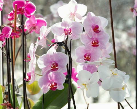 Storczyk wypuści nowe korzenie i będzie obficie kwitł. Wszystko za sprawą cytrusowej odżywki