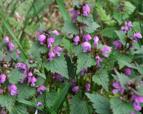 Jasnota purpurowa (Lamium purpureum)