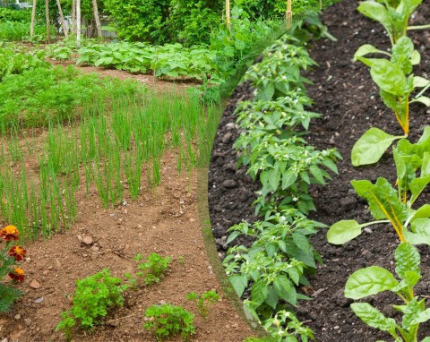 Planowanie ogrodu warzywnego. Dlaczego płodozmian jest taki ważny