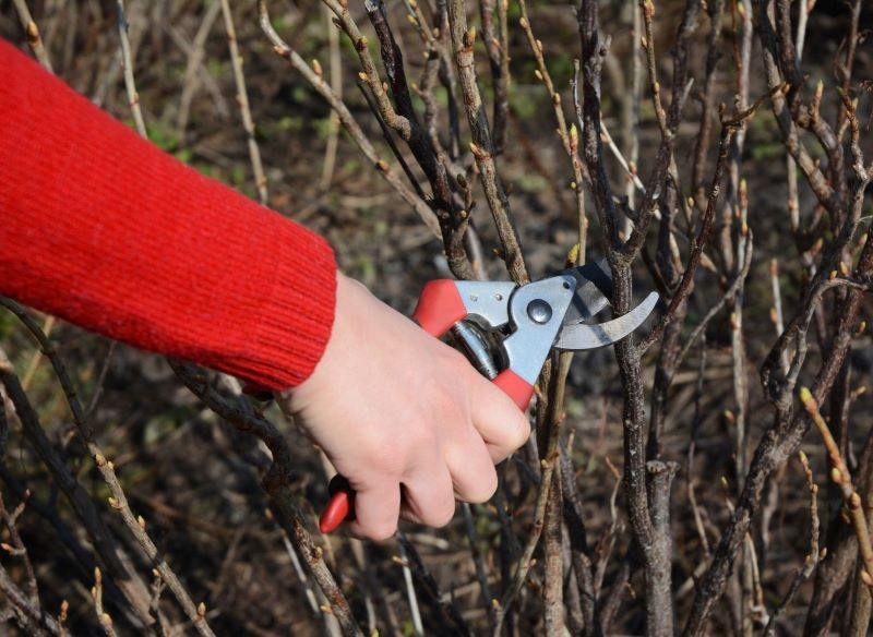 Przesadzając czarną porzeczkę, krzew możemy również odmłodzić.