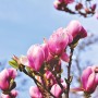 Rośliny, Urocza magnolia - Magnolia