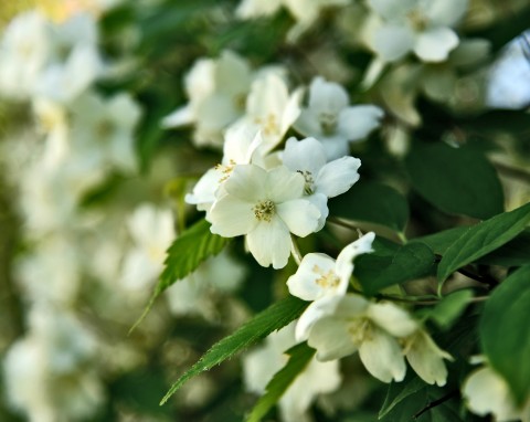 Jaśminowiec wonny (Philadelphus coronarius L.)