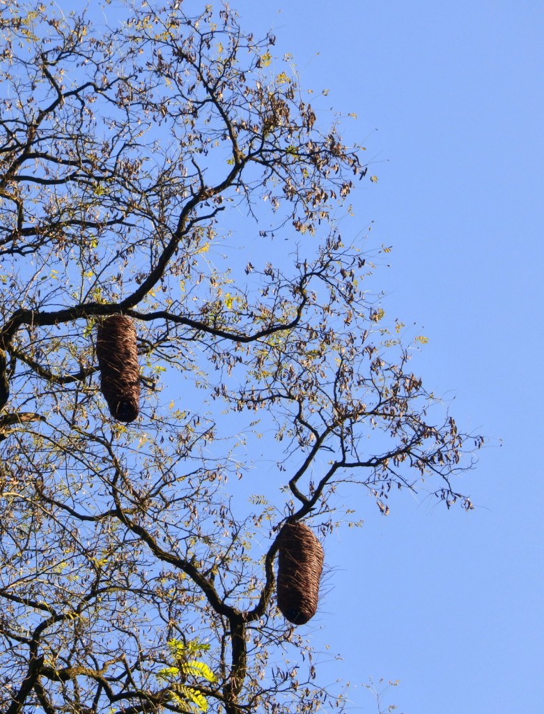 Rośliny, Arboretum - Wiklinowe pomysły.Był i krokodyl w stawie...