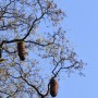 Rośliny, Arboretum - Wiklinowe pomysły.Był i krokodyl w stawie...