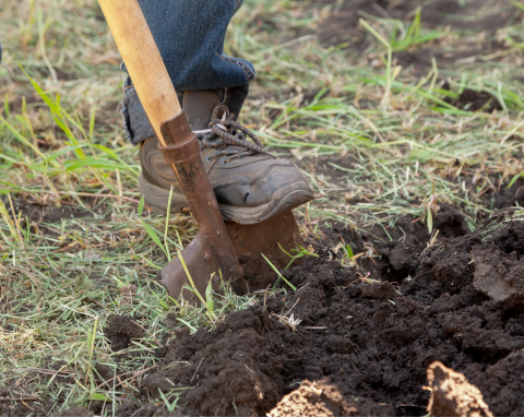 Coraz więcej ogrodników stosuje tę metodę. Azjatycki patent na ściółkowanie daje lepsze efekty