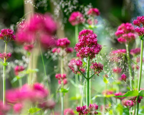 Ostrogowiec czerwony (Centranthus ruber)