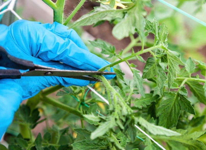 obrywanie liści pomidorów 