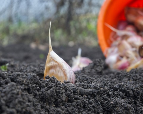 Czosnek posadzony jesienią zaczął wschodzić? Jeszcze jest szansa na uratowanie plonów