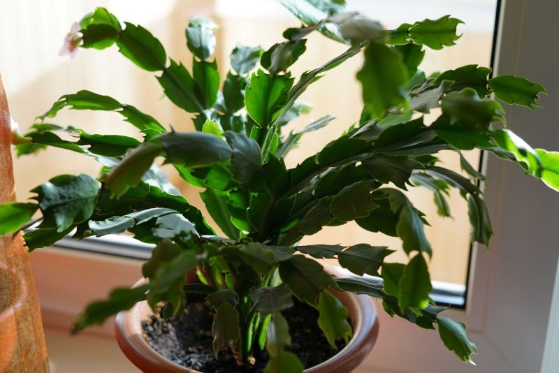 W zwykłej ziemi uniwersalnej grudnik nie zakwitnie.