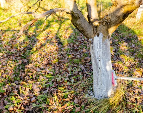 Pielęgnacja drzew owocowych w zimie. Najlepsze zabezpieczenie przed największymi mrozami